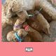 Poodle Puppies for sale in Salem, OR 97306, USA. price: $1,000