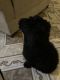 Poodle Puppies for sale in Upland, CA, USA. price: NA