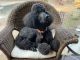 Poodle Puppies for sale in Freeport, FL 32439, USA. price: $1,800