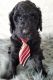 Poodle Puppies for sale in Le Roy, MN 55951, USA. price: $1,300