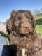 Poodle Puppies for sale in Belvidere, TN 37306, USA. price: NA