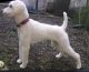 Poodle Puppies for sale in Katy, TX, USA. price: NA