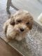 Poodle Puppies for sale in 5901 Center Dr, Los Angeles, CA 90045, USA. price: NA