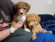 Poodle Puppies for sale in Brandenburg, KY 40108, USA. price: $600