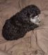 Poodle Puppies for sale in Albertville, AL, USA. price: NA