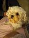 Poodle Puppies for sale in Albany, NY, USA. price: NA