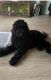 Poodle Puppies for sale in Miami, FL 33130, USA. price: $1,200