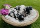 Poodle Puppies for sale in Lobelville, TN 37097, USA. price: NA