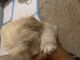Poodle Puppies for sale in Midtown, Houston, TX, USA. price: $1,500