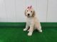 Poodle Puppies for sale in Millsap, TX 76066, USA. price: NA