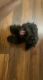 Poodle Puppies for sale in Albuquerque, NM, USA. price: $150