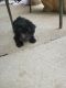 Poodle Puppies for sale in 8287 Moorhaven Way, Sacramento, CA 95828, USA. price: $1,200