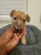 Poodle Puppies for sale in Moreno Valley, CA 92557, USA. price: $1,500