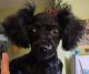 Poodle Puppies for sale in Warrensville, NC 28693, USA. price: NA