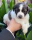 Poodle Puppies for sale in 3464 San Pablo Ave, San Jose, CA 95127, USA. price: NA
