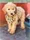 Poodle Puppies for sale in 3770 Stauss Ct, Antelope, CA 95843, USA. price: NA