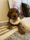 Poodle Puppies for sale in Covina, CA 91722, USA. price: NA