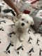 Poodle Puppies for sale in Linden, NJ, USA. price: NA