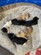 Poodle Puppies for sale in North Richland Hills, TX, USA. price: $1,950