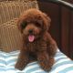 Poodle Puppies for sale in Los Gatos, CA, USA. price: NA