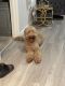 Poodle Puppies for sale in Savannah, GA, USA. price: $2,000