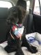 Poodle Puppies for sale in Dover, NJ, USA. price: NA
