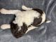 Poodle Puppies for sale in Clintwood, VA 24228, USA. price: NA