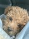 Poodle Puppies for sale in Atlanta, GA, USA. price: $1,200