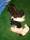 Poodle Puppies for sale in Old Town, FL 32680, USA. price: $1,200