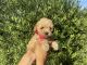 Poodle Puppies for sale in Whittier, CA, USA. price: NA