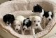 Poodle Puppies for sale in West Bloomfield Township, MI 48322, USA. price: NA