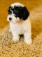 Poodle Puppies for sale in Chandler, AZ, USA. price: NA