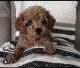 Poodle Puppies for sale in Kennett Square, PA 19348, USA. price: NA