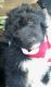 Poodle Puppies for sale in Saluda, SC 29138, USA. price: NA