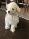 Poodle Puppies for sale in La Habra, CA 90631, USA. price: NA