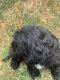 Poodle Puppies for sale in San Diego, CA, USA. price: $500