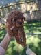 Poodle Puppies for sale in Tyler, TX, USA. price: $1,600