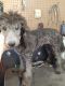 Poodle Puppies for sale in Ocala, FL, USA. price: $1,800
