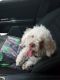 Poodle Puppies for sale in 42 50th St SW, Grand Rapids, MI 49548, USA. price: $500