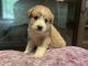 Poodle Puppies for sale in White Sulphur Springs, WV 24986, USA. price: NA