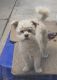 Poodle Puppies for sale in Ontario, CA, USA. price: $450