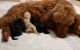 Poodle Puppies for sale in Belvidere, IL 61008, USA. price: NA