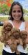 Poodle Puppies for sale in Miami, FL, USA. price: $3,200