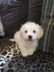 Poodle Puppies for sale in Gilroy, CA 95020, USA. price: NA