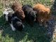 Poodle Puppies for sale in Denver, NC, USA. price: NA