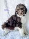 Poodle Puppies for sale in Shreveport, LA, USA. price: NA
