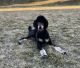 Poodle Puppies for sale in North Ogden, UT, USA. price: NA