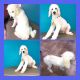 Poodle Puppies for sale in Bloomfield, MO 63825, USA. price: NA