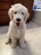Poodle Puppies for sale in Las Vegas, NV, USA. price: NA