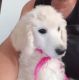Poodle Puppies for sale in Port Clinton, OH 43452, USA. price: NA